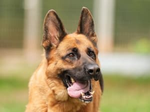 Deutscher Schäferhund Lola