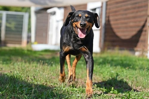 Luna - Deutscher Pinscher - Bild 3