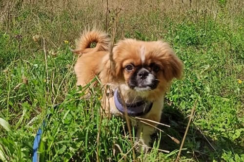 Edi - Pekingese - Bild 2