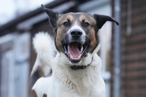 Cooper - Bernhardiner, Kangal-Hirtenhund - Bild 2