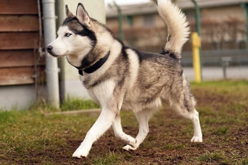 Siberian Husky-Mix Arek