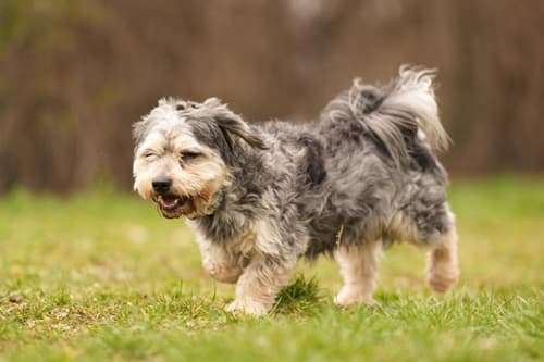 Bob - Havaneser - Bild 2