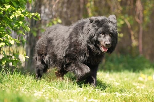 Balu - Deutscher Schäferhund - Bild 2