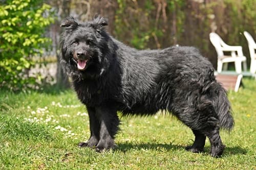 Deutscher Schäferhund-Mix Balu