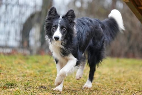 Batzi - Border Collie - Bild 3