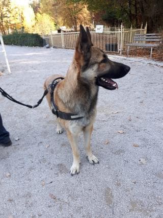 Deutscher Schäferhund Jack