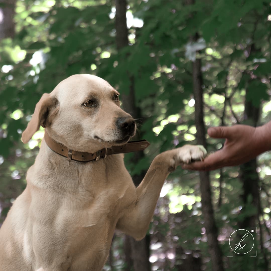 Lina - Labrador Retriever - Bild 2