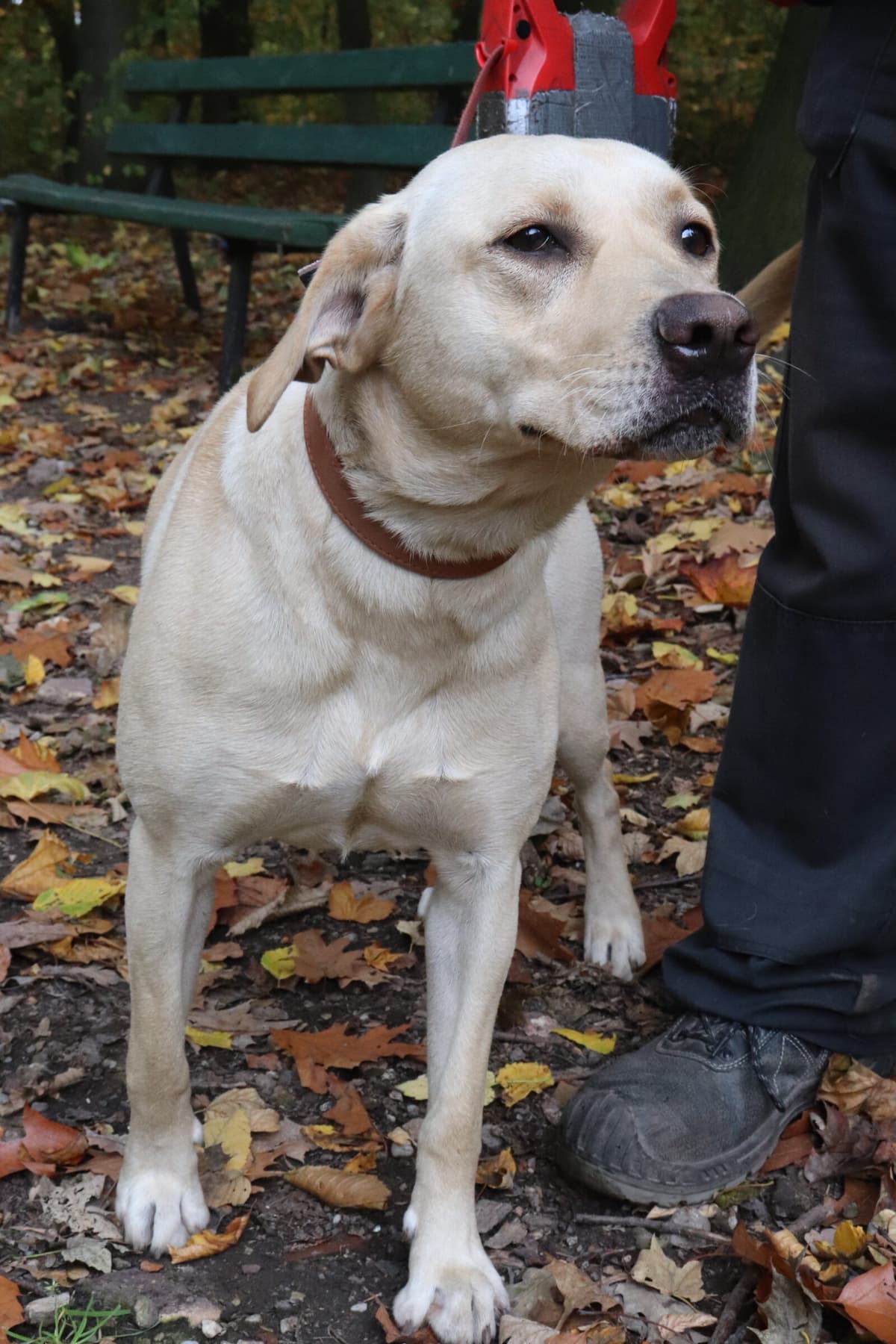 Lina - Labrador Retriever - Bild 7
