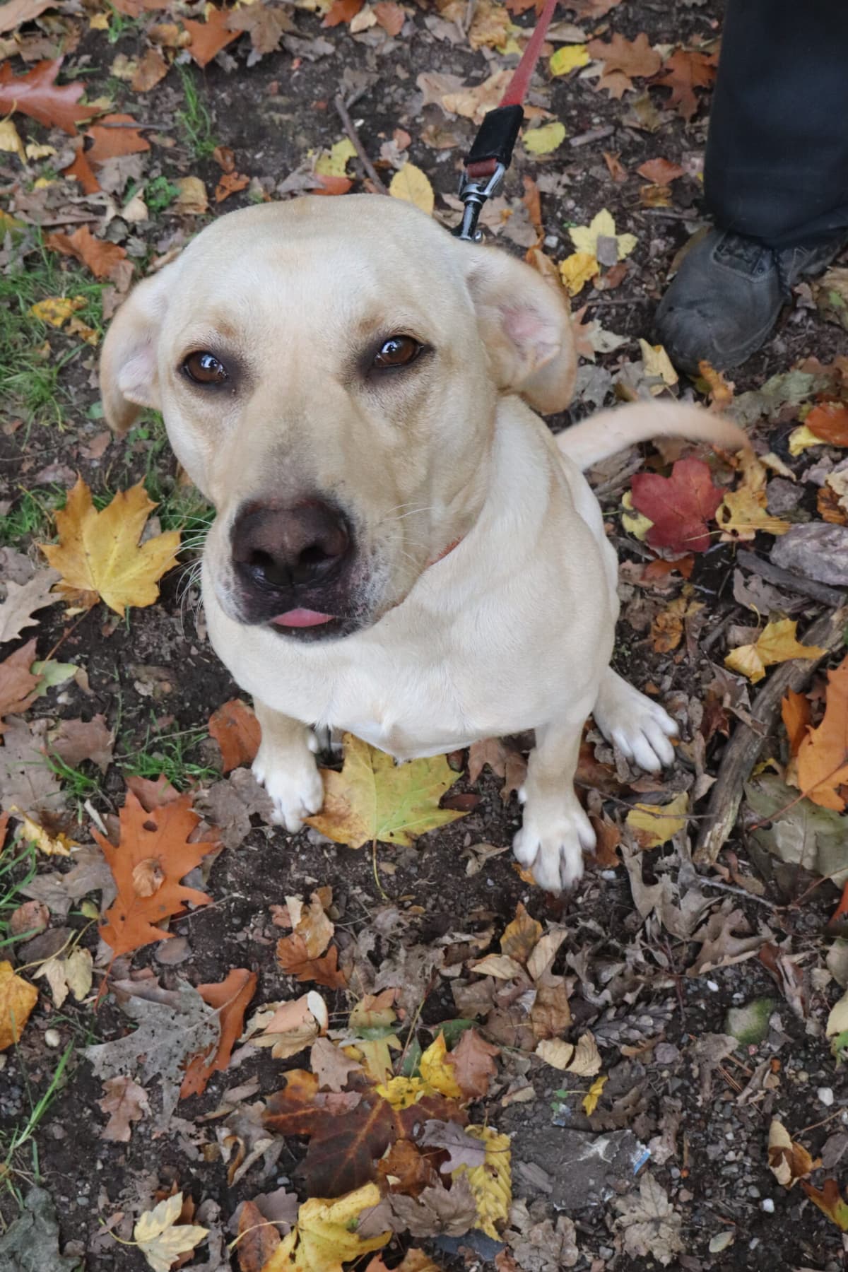 Lina - Labrador Retriever - Bild 9