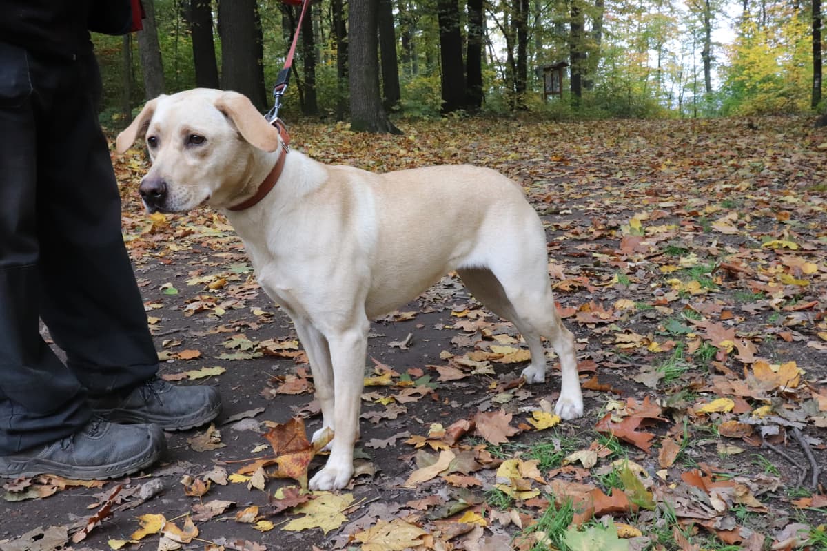 Lina - Labrador Retriever - Bild 3