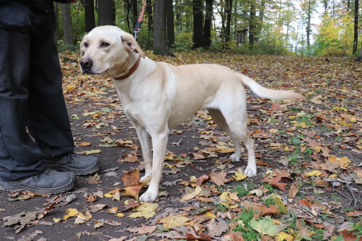 Lina - Labrador Retriever - Bild 4