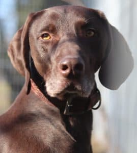 Weimaraner, Deutsch Kurzhaar Buddy