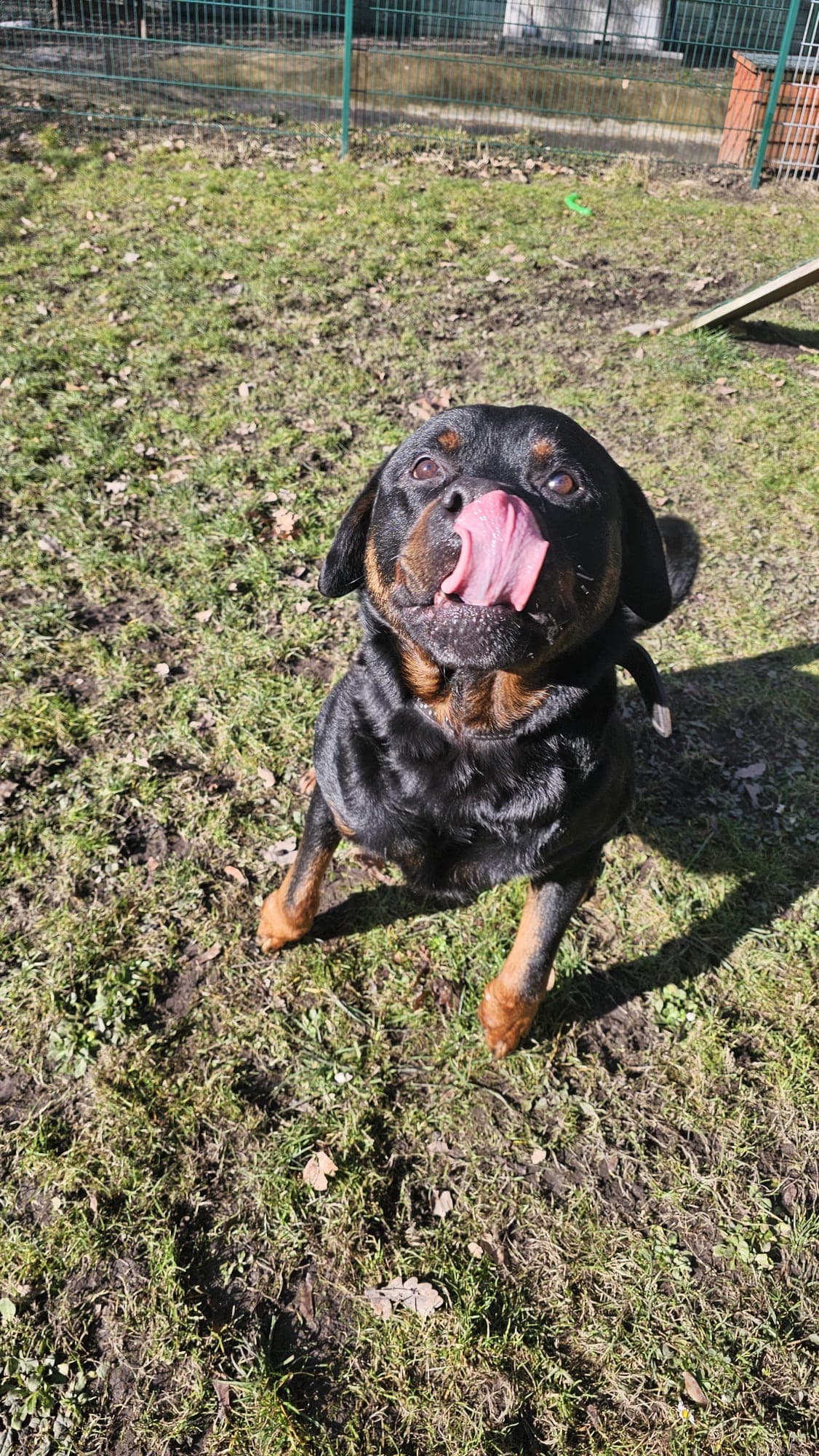 Brasco - Rottweiler - Bild 7