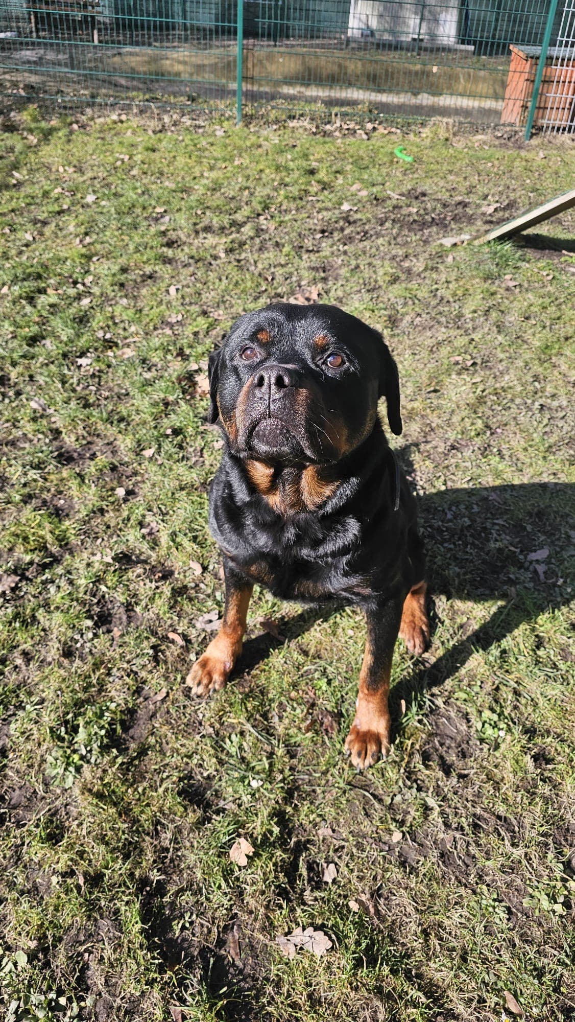 Brasco - Rottweiler - Bild 6