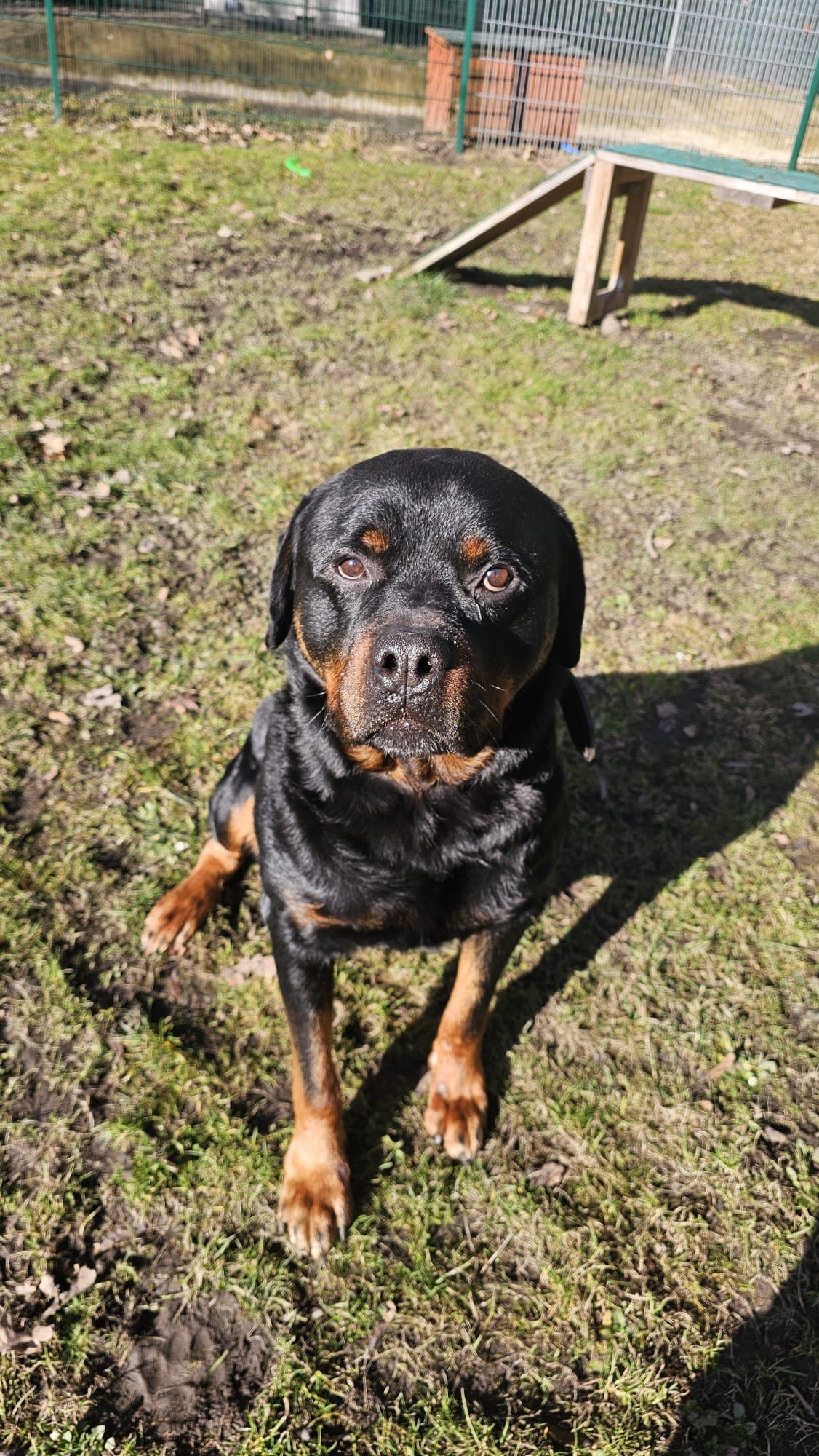 Brasco - Rottweiler - Bild 3