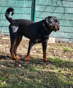 Rottweiler Brasco