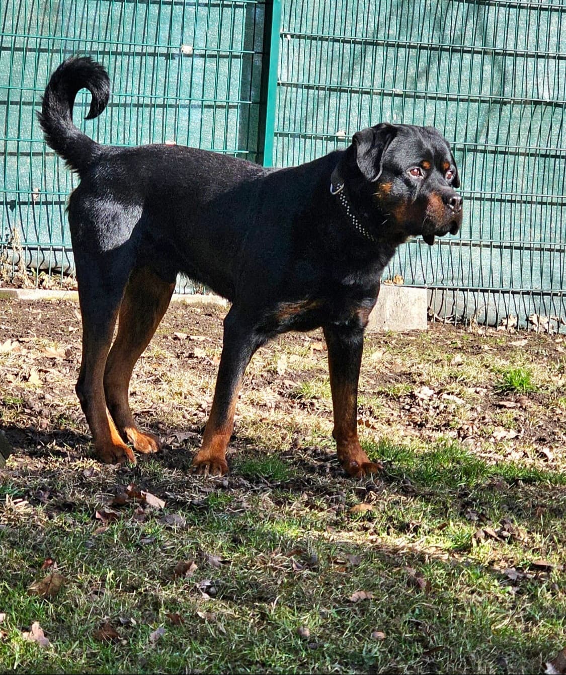 Brasco - Rottweiler - Bild 2