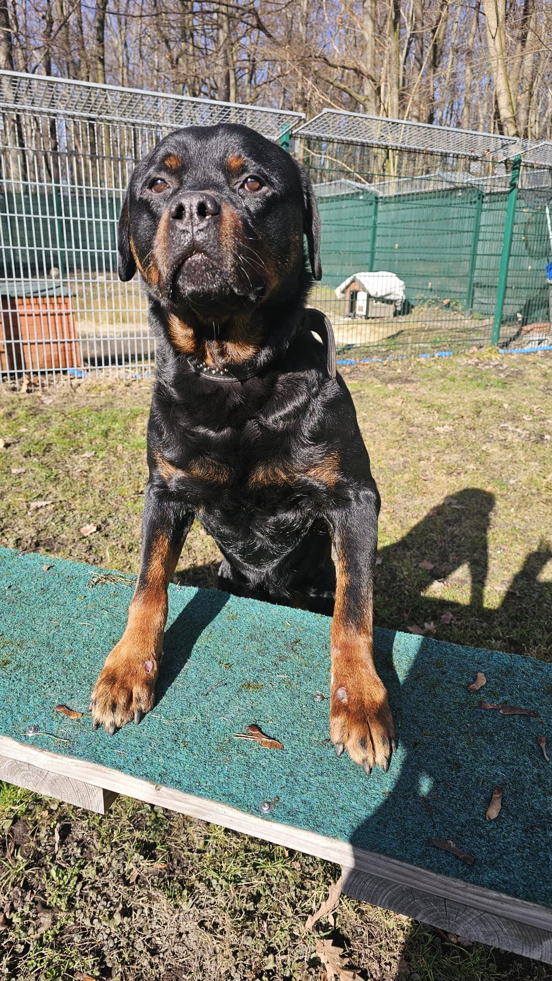 Brasco - Rottweiler - Bild 5