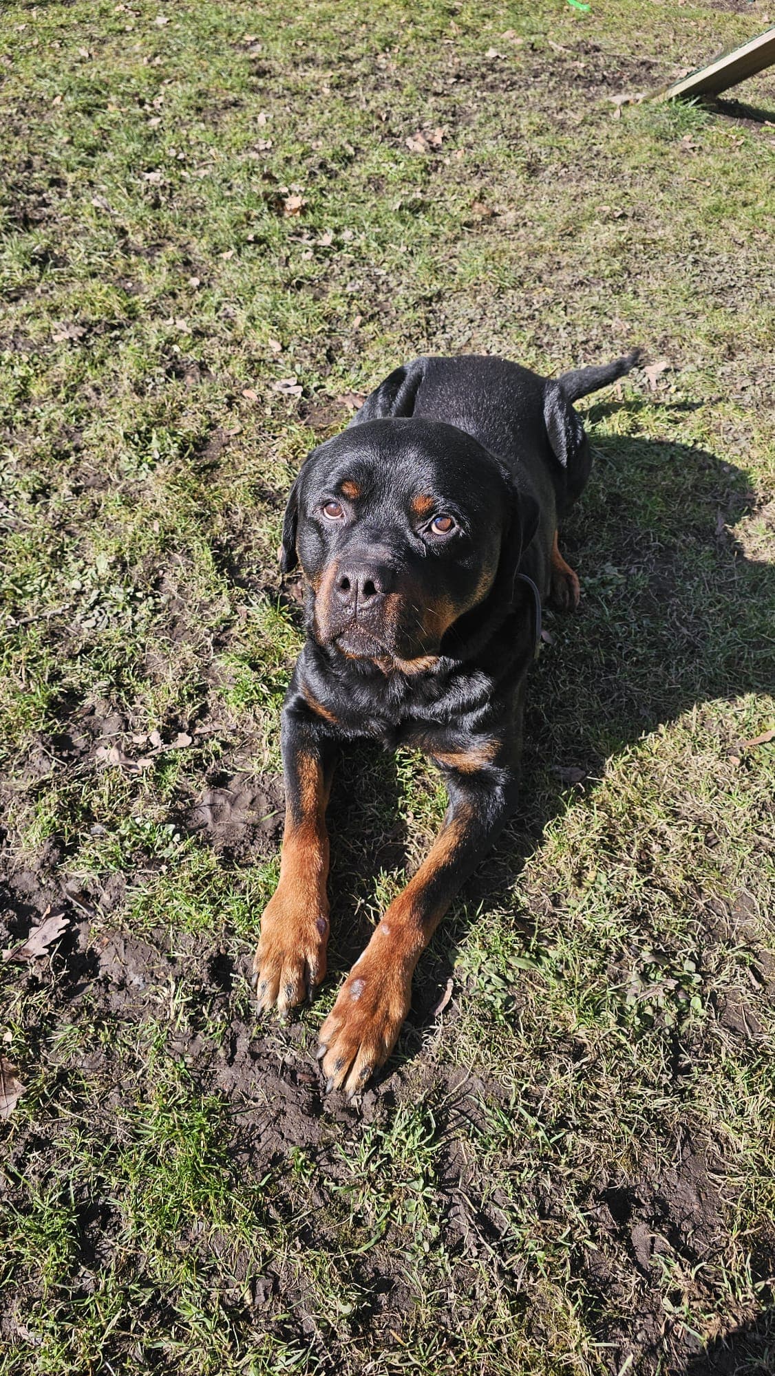 Brasco - Rottweiler - Bild 4