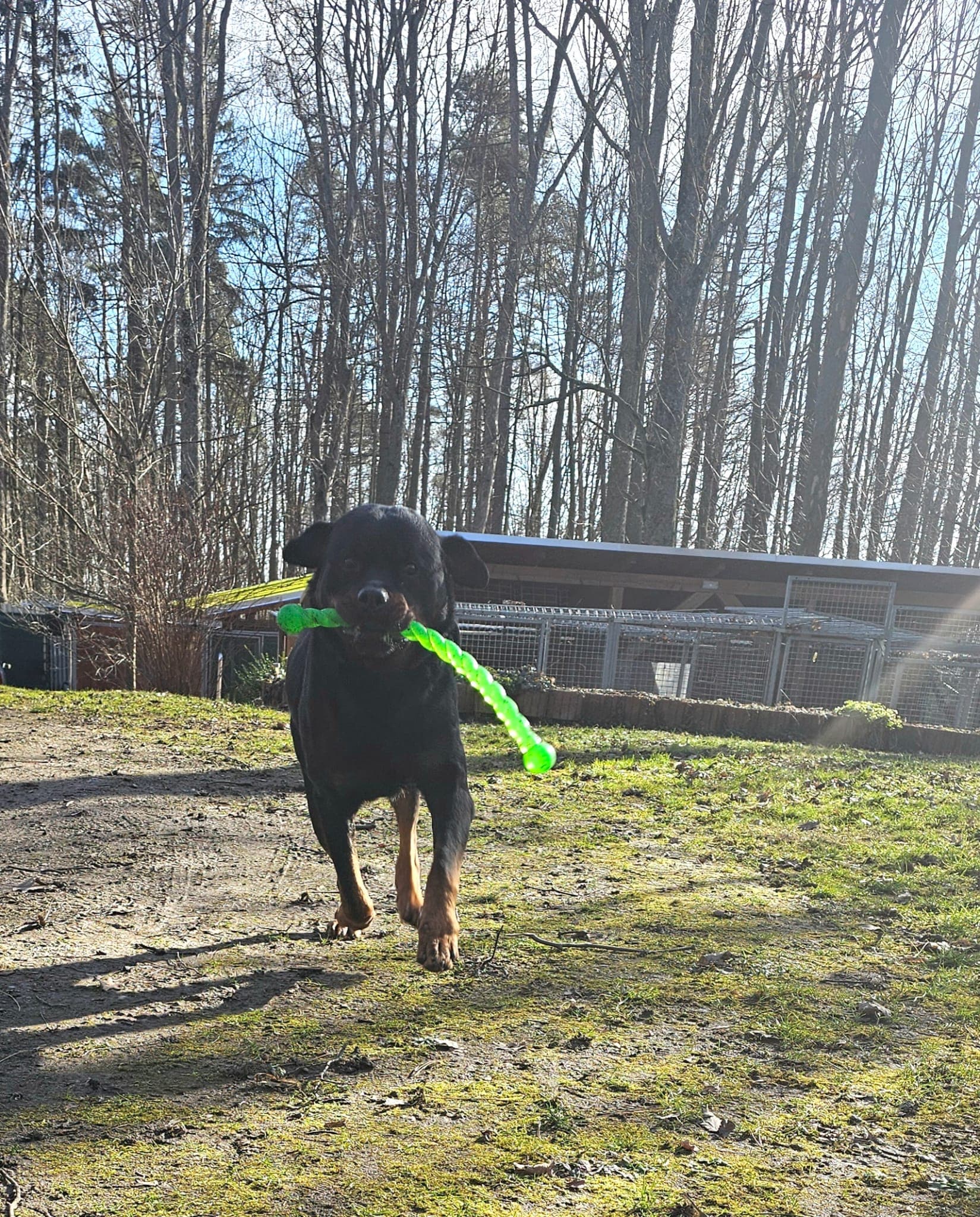 Brasco - Rottweiler - Bild 8