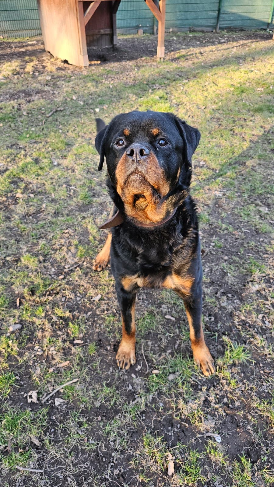 Pascha - Rottweiler - Bild 5