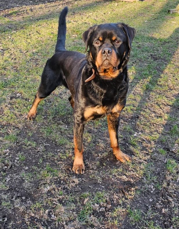 Rottweiler Pascha