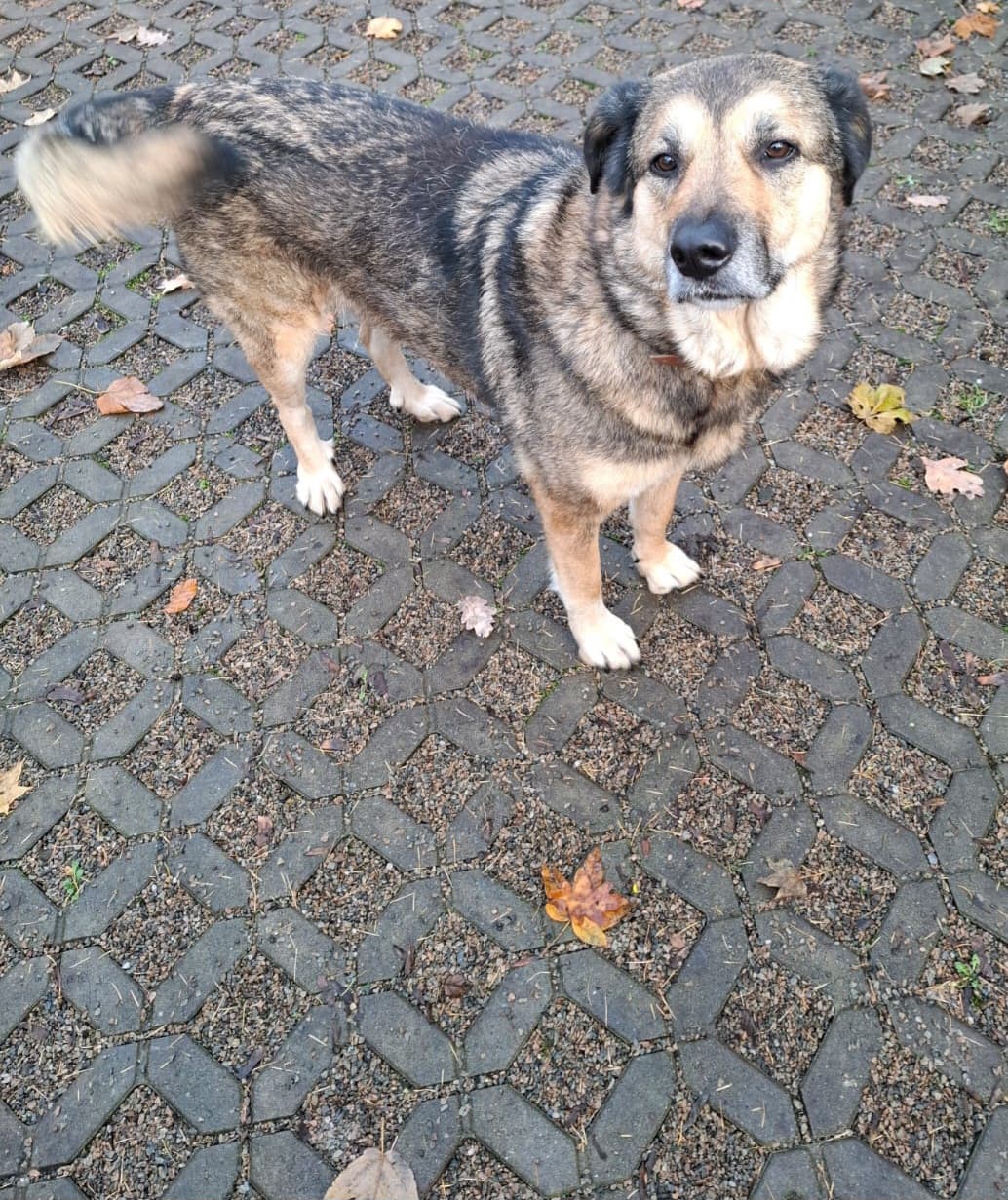 Molly - - Bild 2