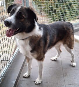 Französischer Vorstehhund, Typus Pyrenäen-Mix Lennart (Lenny)