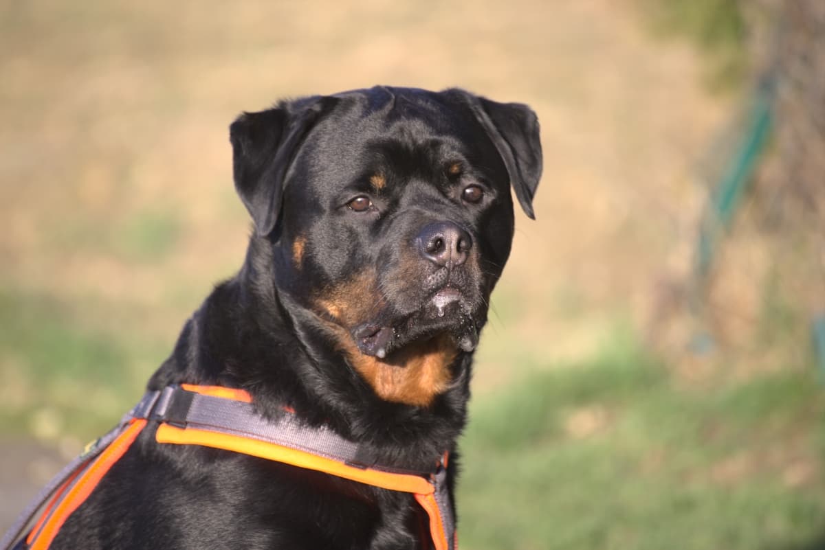 Rottweiler Rottweiler