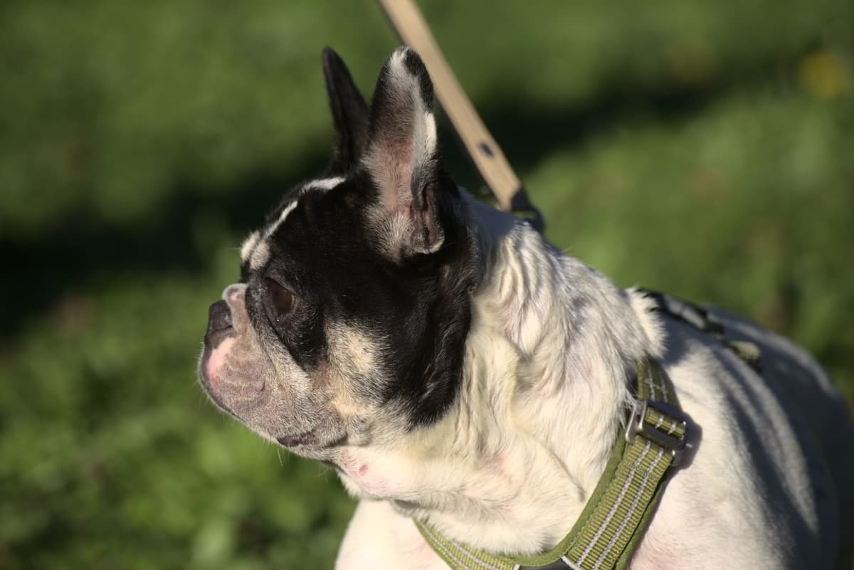 Gina - Französische Bulldogge - Bild 2