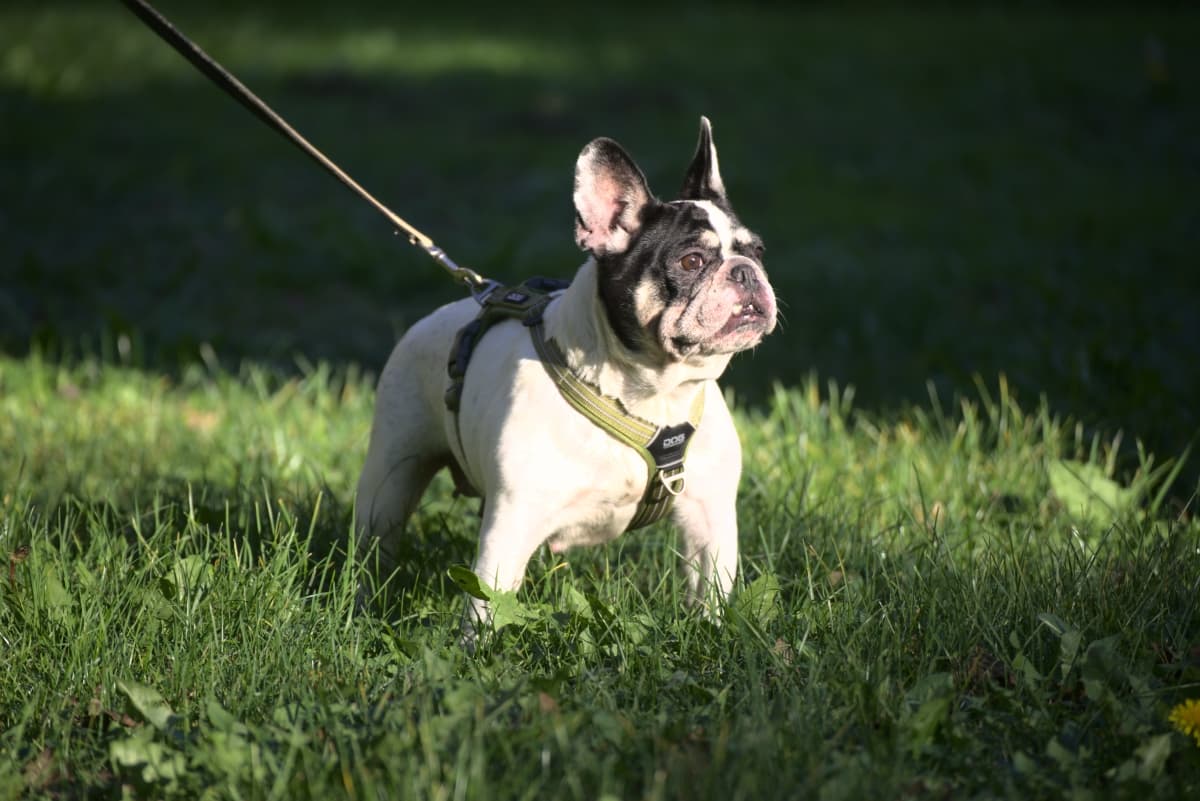 Gina - Französische Bulldogge - Bild 7