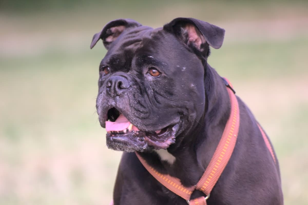 Englische Bulldogge-Mix Leya