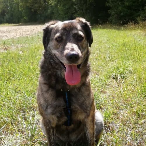 Wulfi - Deutscher Schäferhund - Bild 4