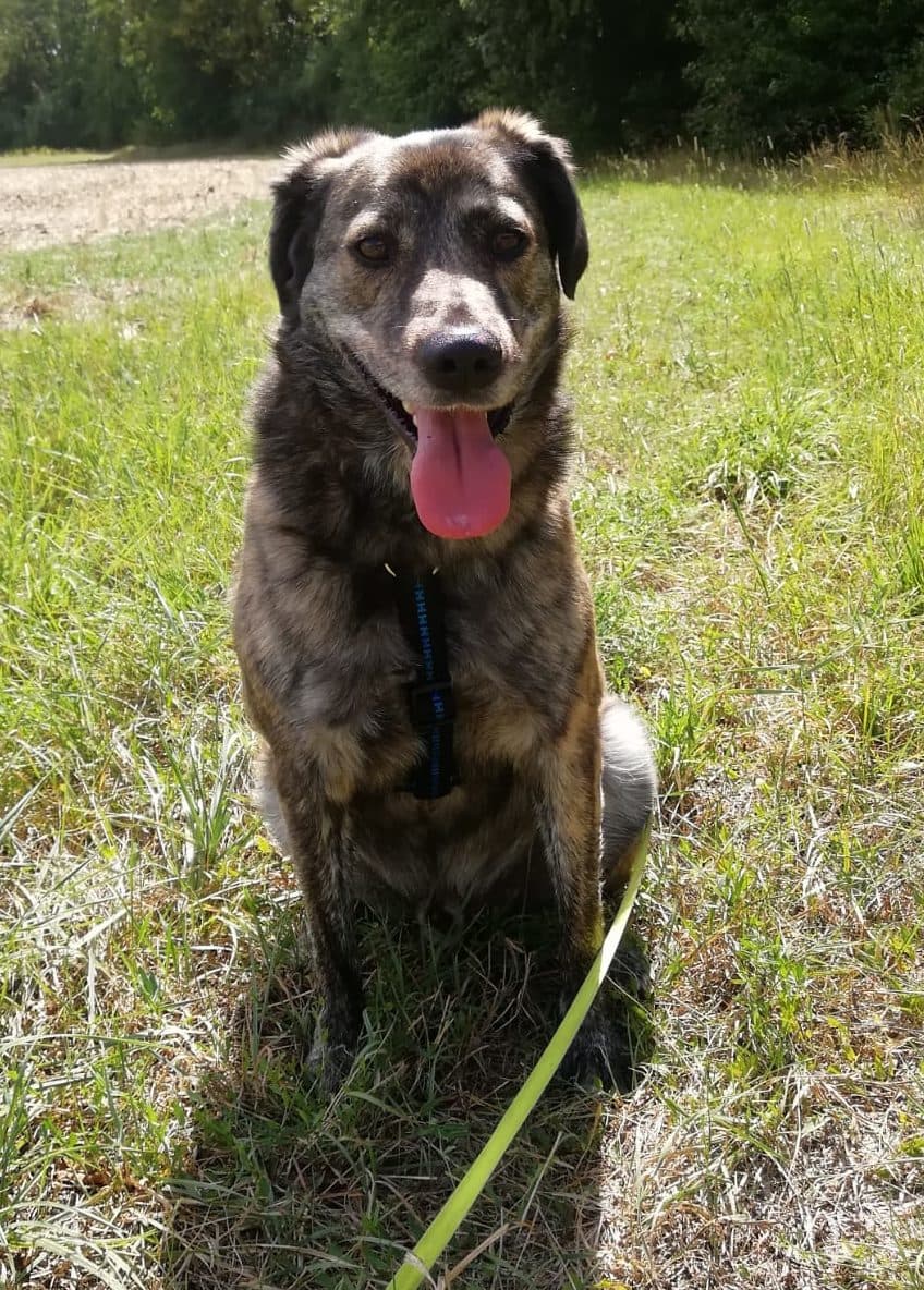 Wulfi - Deutscher Schäferhund - Bild 10