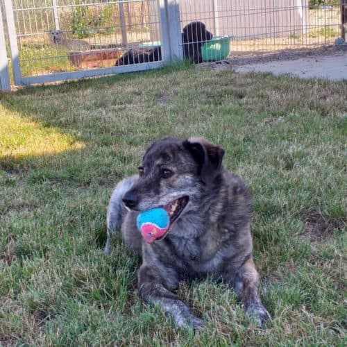 Wulfi - Deutscher Schäferhund - Bild 2