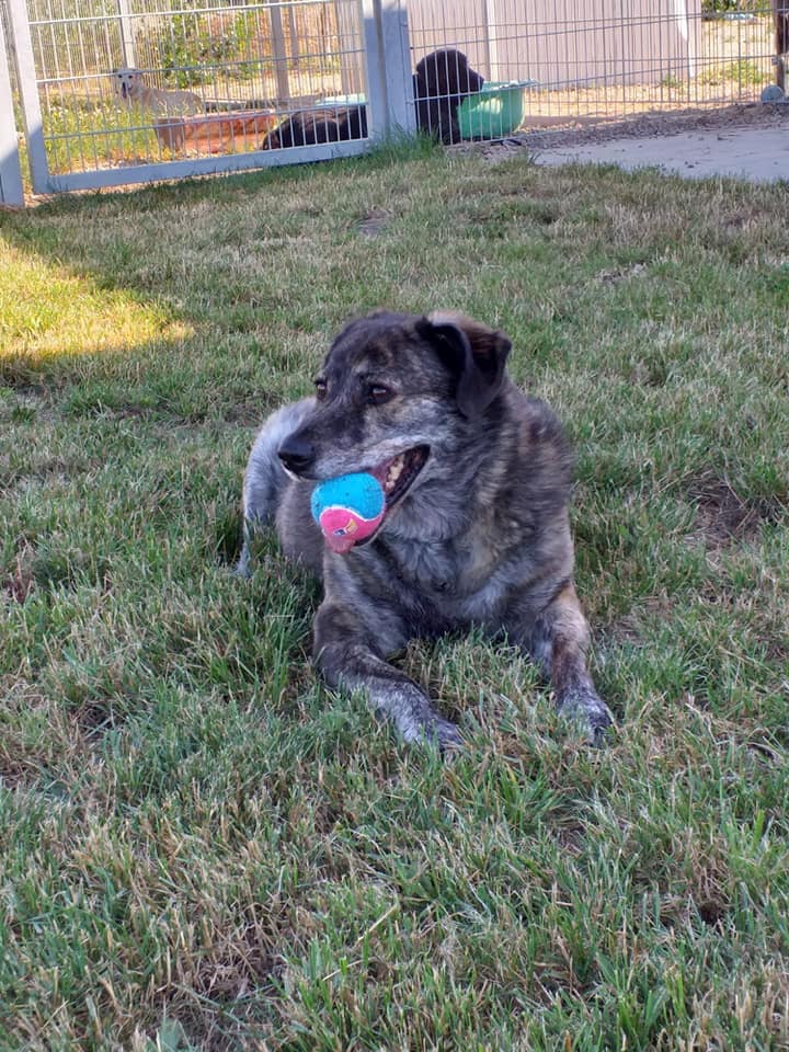 Wulfi - Deutscher Schäferhund - Bild 9