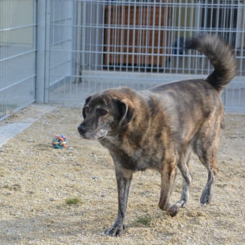 Wulfi - Deutscher Schäferhund - Bild 5