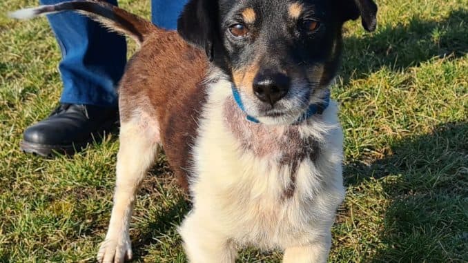 Jack Russell Terrier Mäxchen