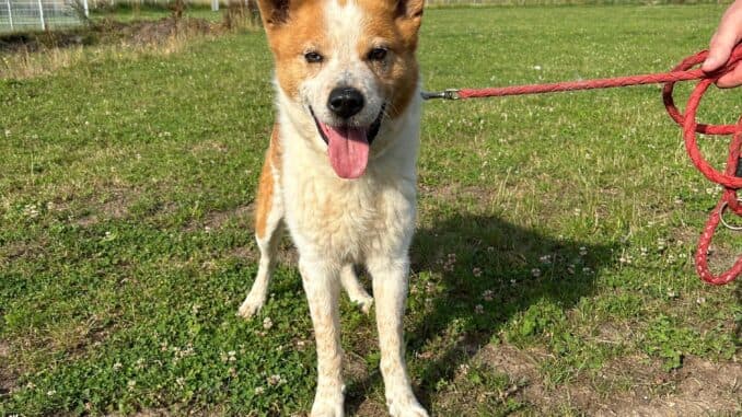 Australian Shepherd-Mix Benny