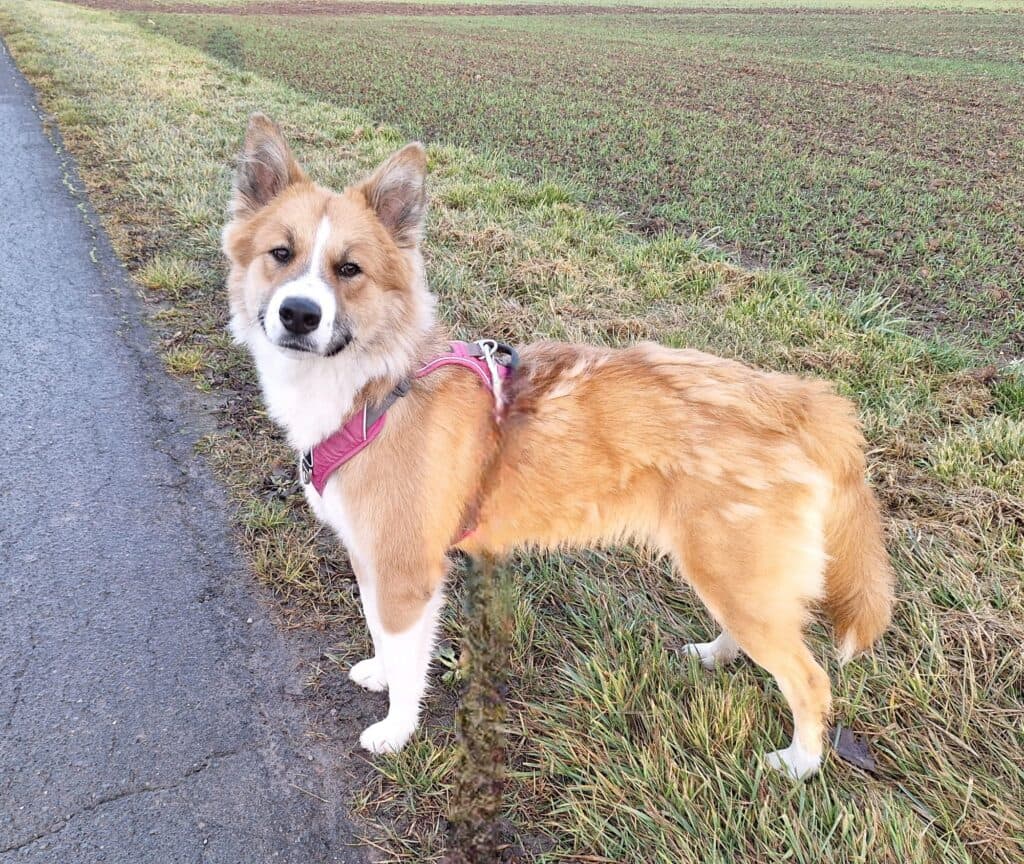 Mandy - Border Collie - Bild 6