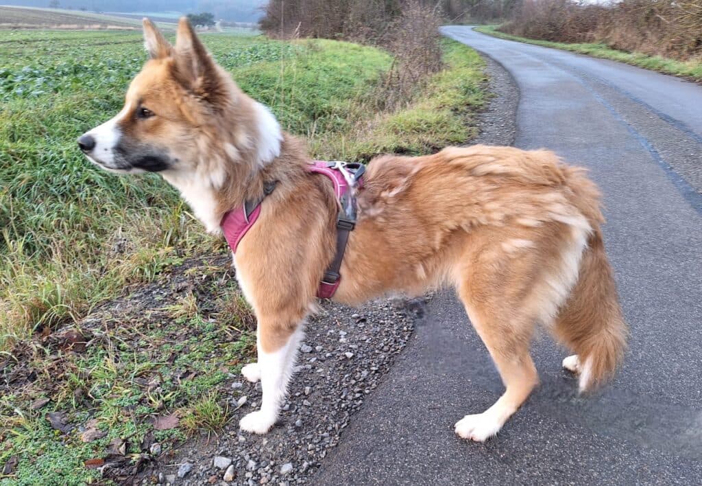 Mandy - Border Collie - Bild 8