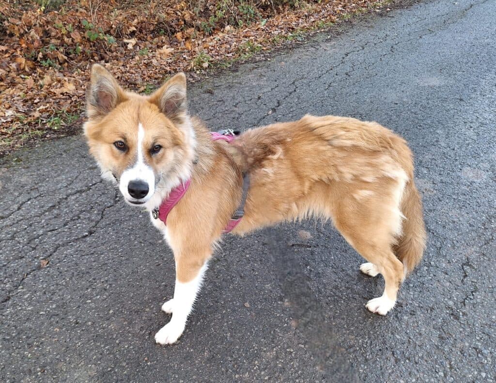 Mandy - Border Collie - Bild 7