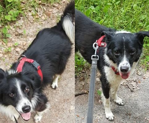 Border Collie-Mix Popeye