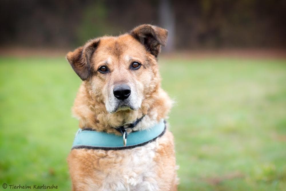 Labrador Retriever, Deutscher Schäferhund Lio
