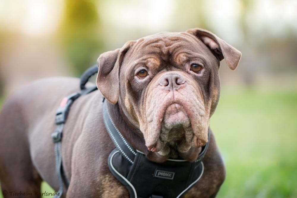 Englische Bulldogge Hugo