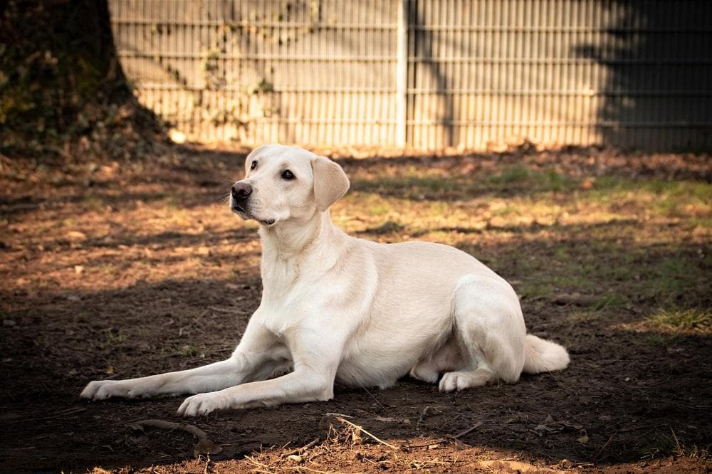 Felix - Labrador Retriever - Bild 2