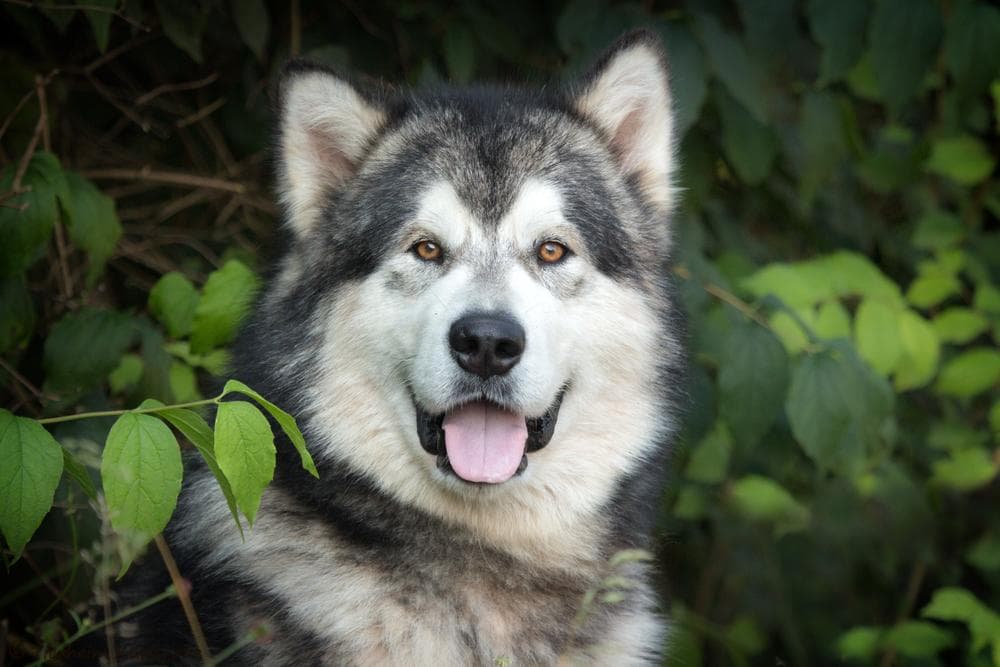 Alaskan Malamute Gismo