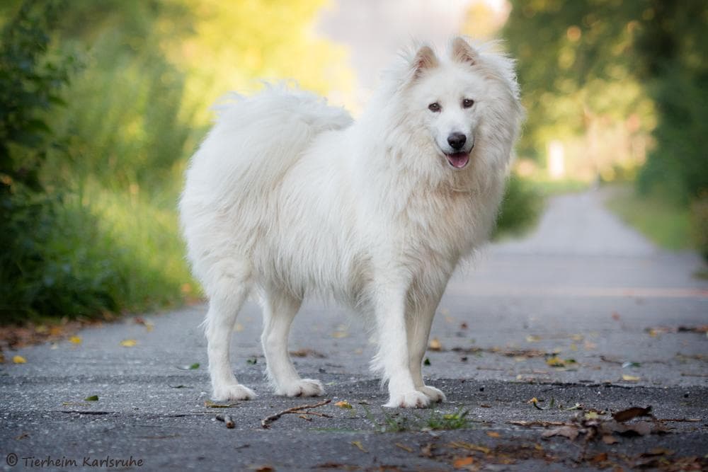 Samu - - Bild 2