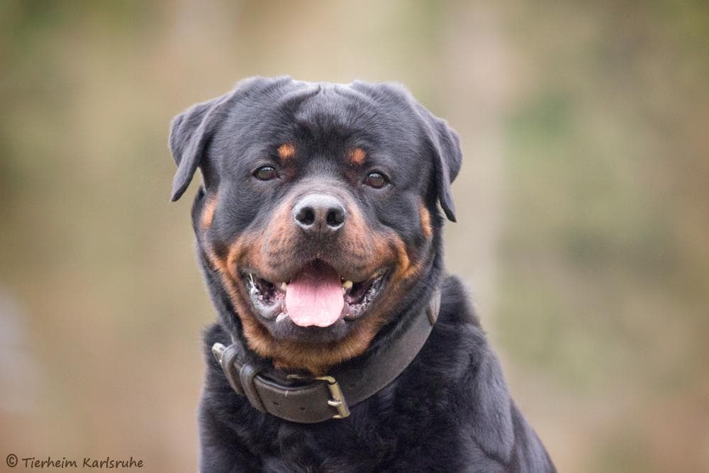 Rottweiler Pasa