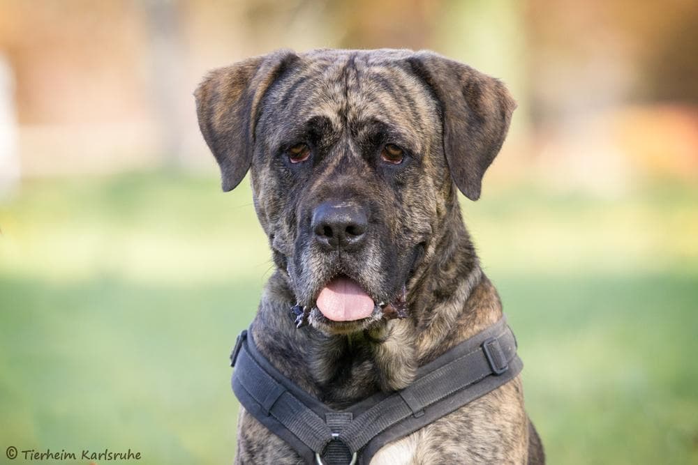 Dogo Canario Mütze